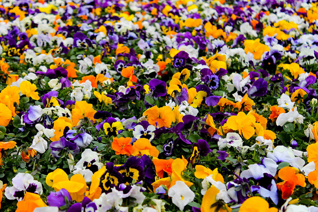 beautiful border plants to enjoy