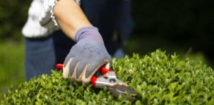 Landscape gardening
