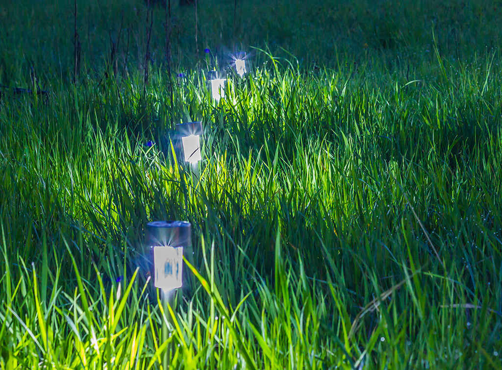 Garden Lighting Transforms Garden