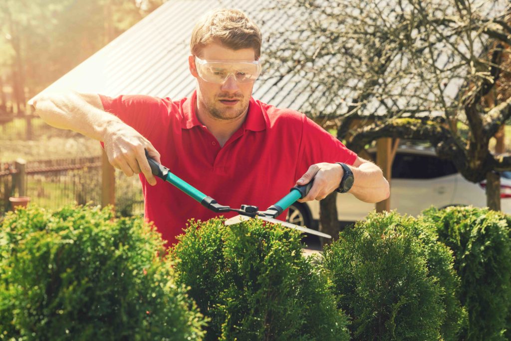 Landlord responsible for trimming hedges