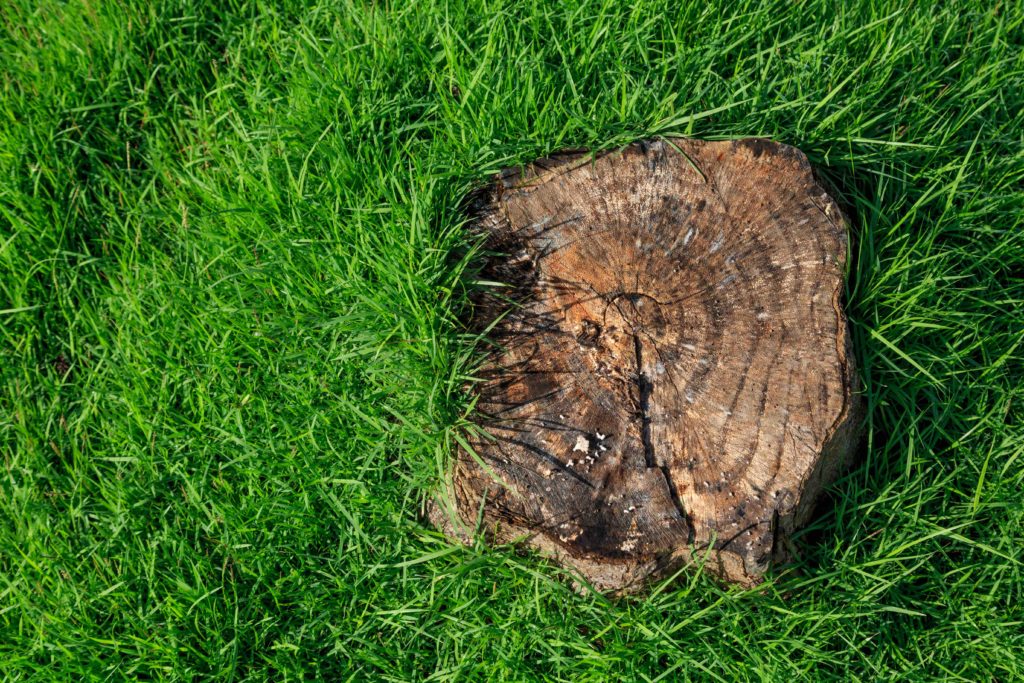 tree cut down in tenant's garden