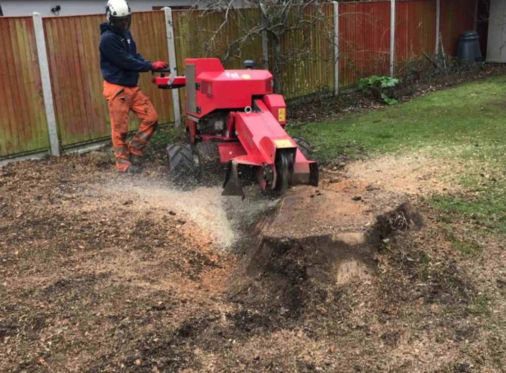 Killing And Removing Trees Roots And Stumps Checkatrade Blog