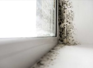 Black mould on windows - repair or replace windows?