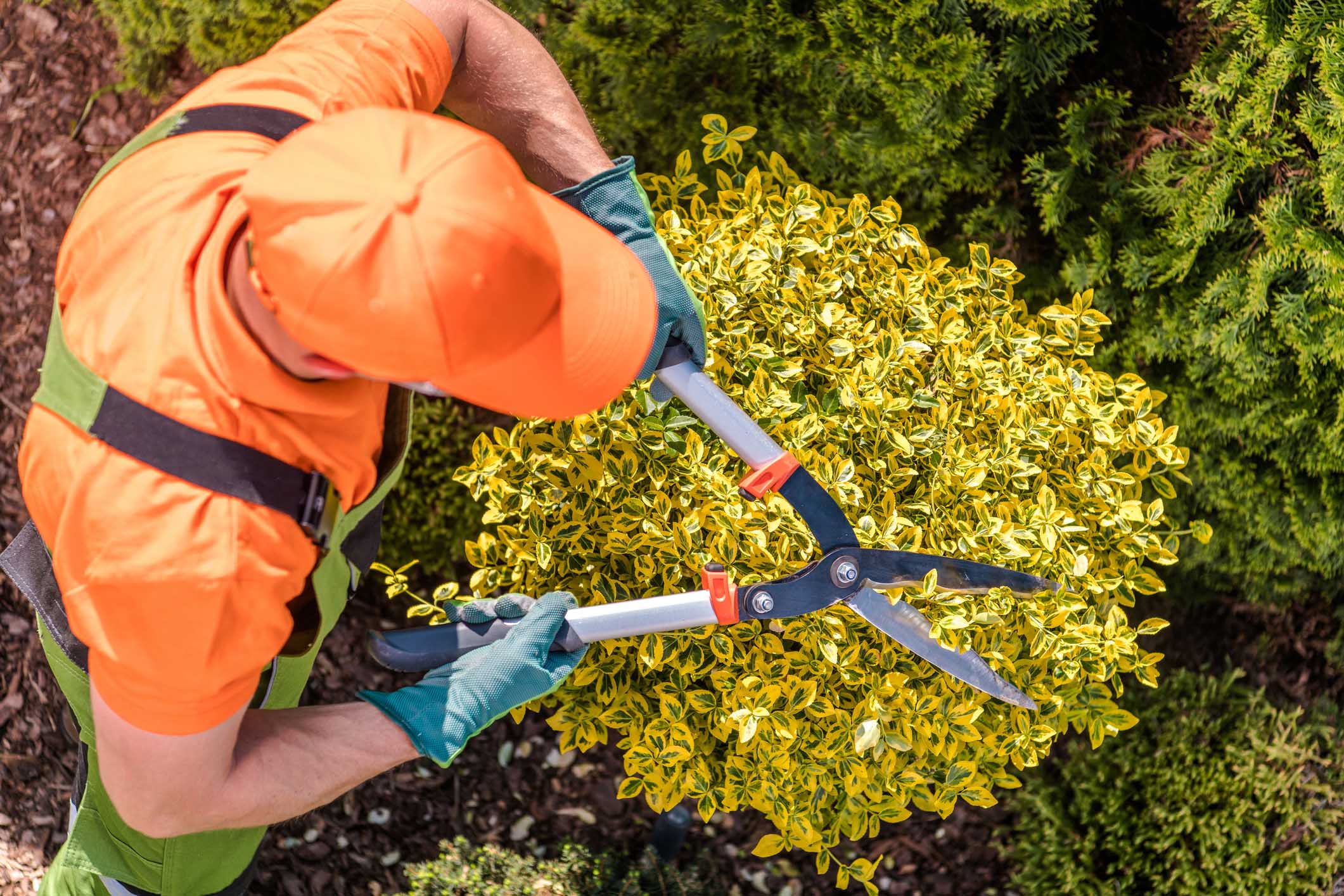 Professional landscaper trimming shrubs and bushes