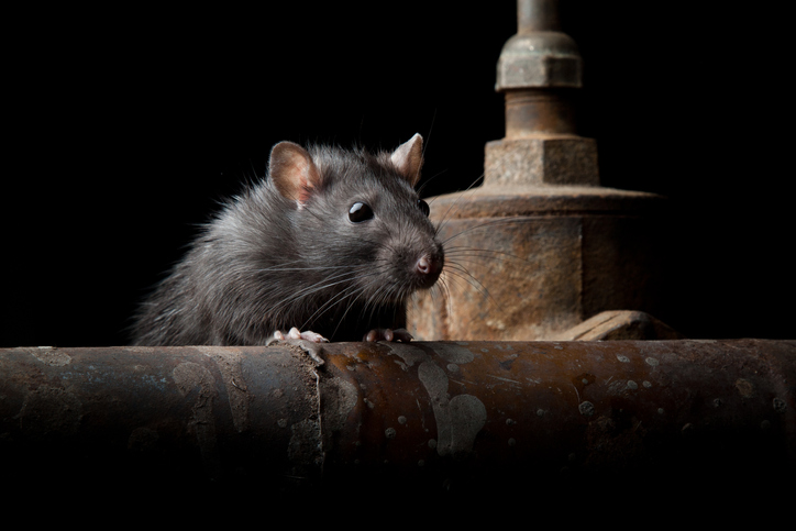 brown rat infesting your property