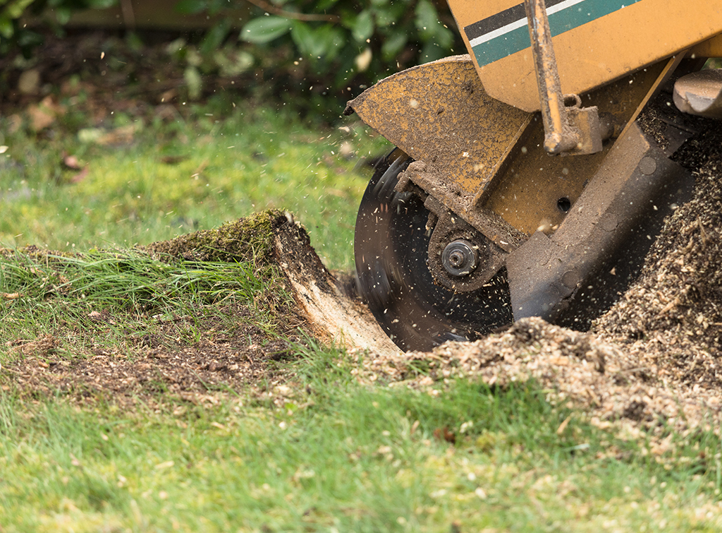 tree stump removal cost