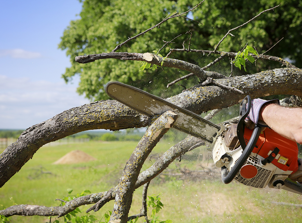 tree service