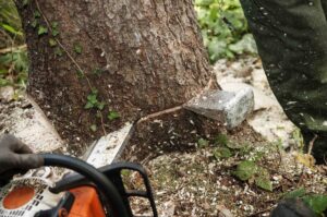 Chainsaw being used to cut down tree