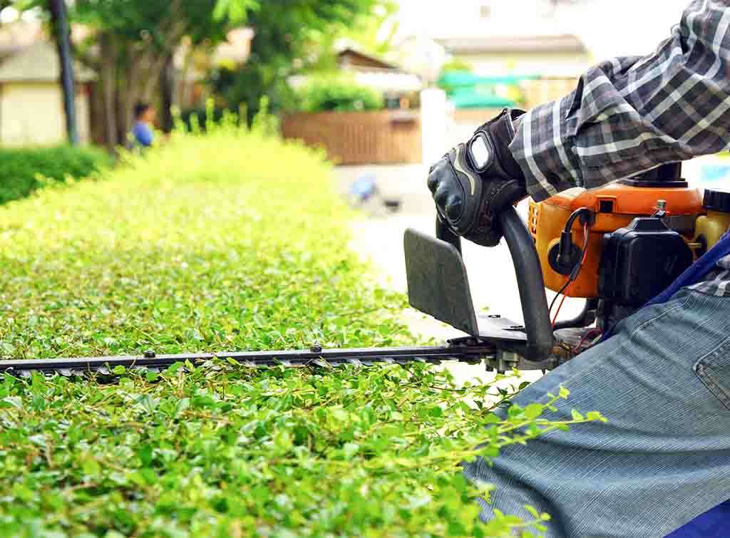 How Much Does Hedge Trimming Cost in 2023? | Checkatrade