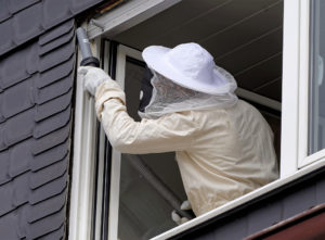 Hornet nest removal cost