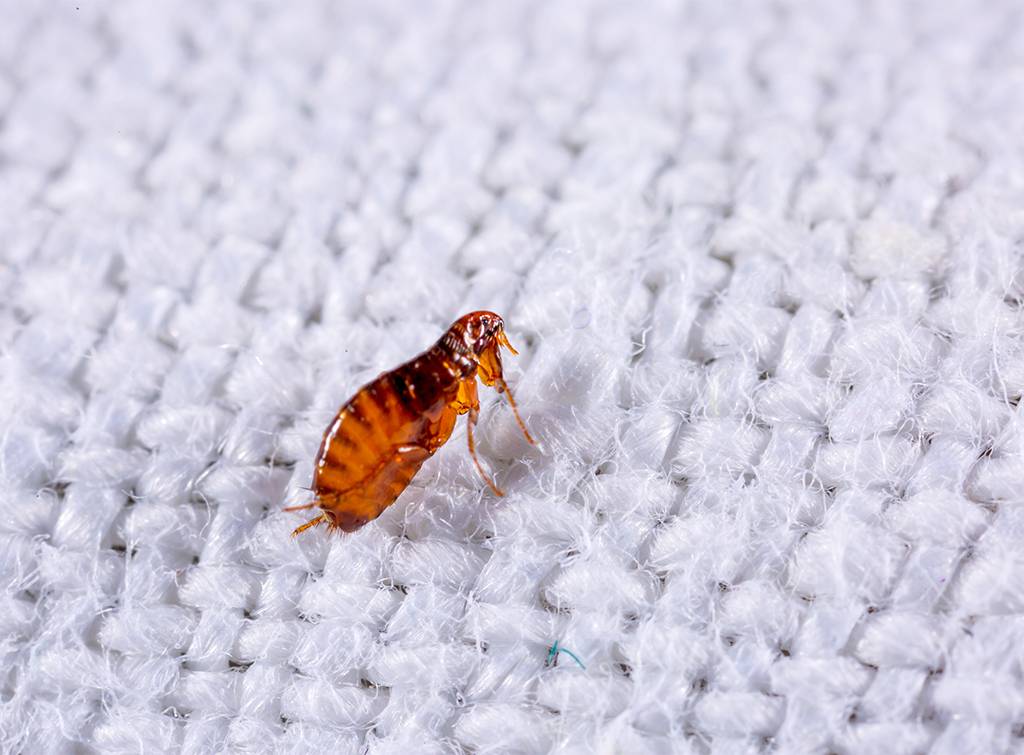 Pest control - bed bugs