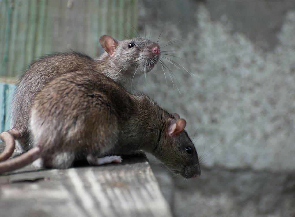 Rodent pest control cost