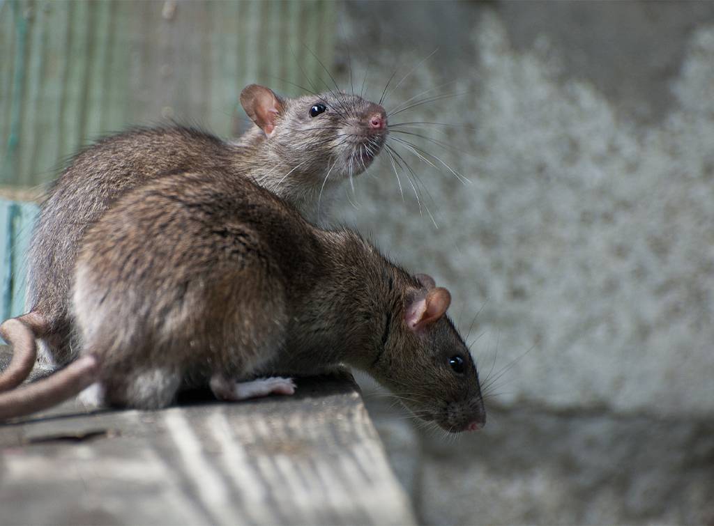 Reasons Why You Should Use Live Rat Traps - The Pest Experts Ayrshire