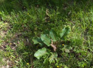 Unwanted weeds on lawn