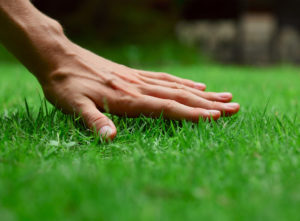 A perfectly treated lawn