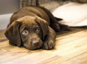 Dog laying on engineered wood flooring installation