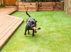 Decking for a dog friendly garden design