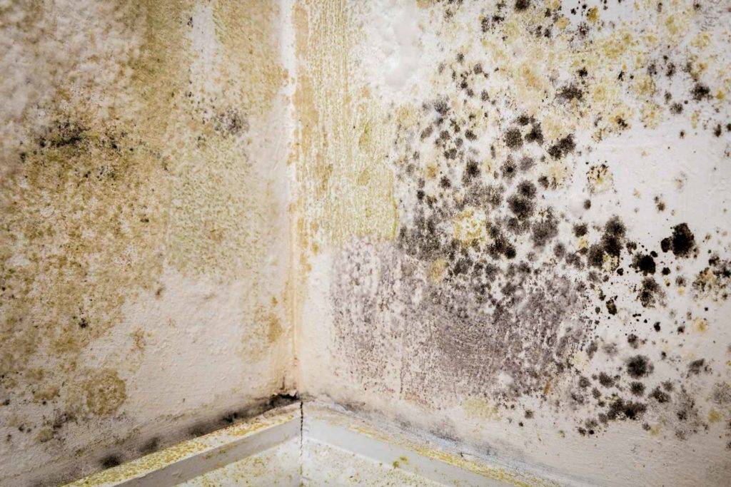 Damp proofing cost