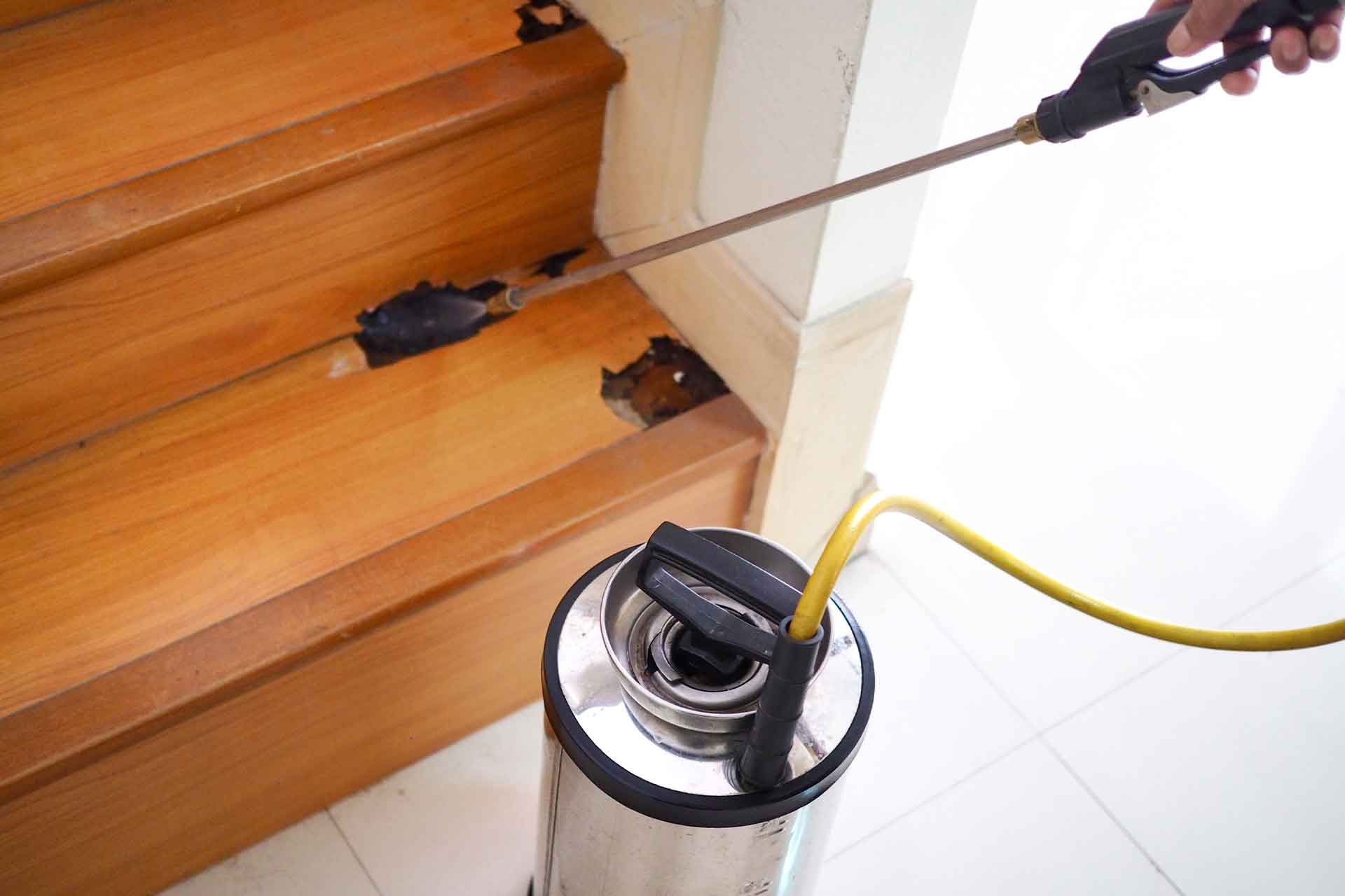 Ant exterminator cost deals
