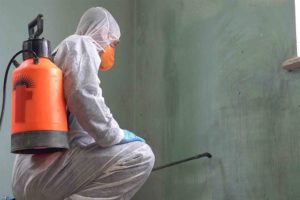 Mould removal cost uk