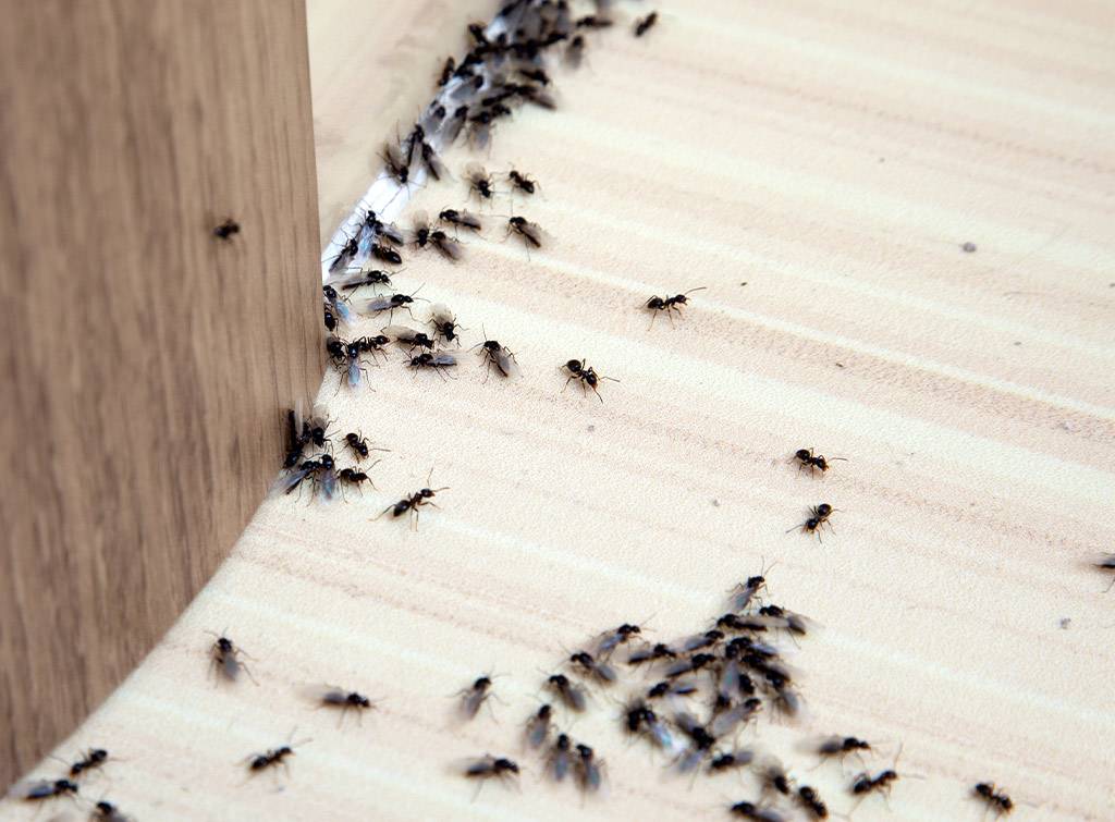 Ant pest control cost
