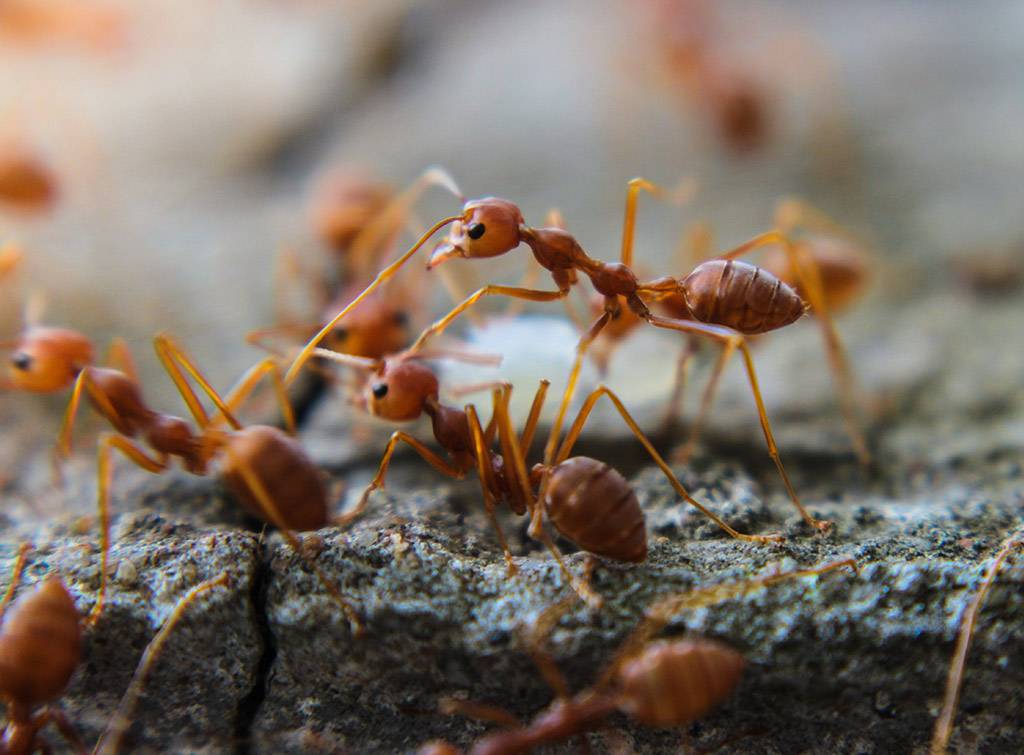 How Much Does Ant Control Cost in 2024 Checkatrade