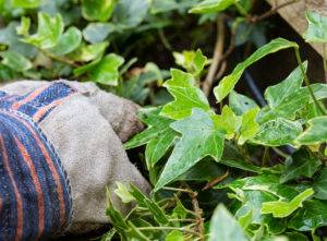 english ivy removal cost