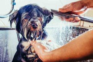 Dog shower cost - Build your own dog shower like Olivia Bowen