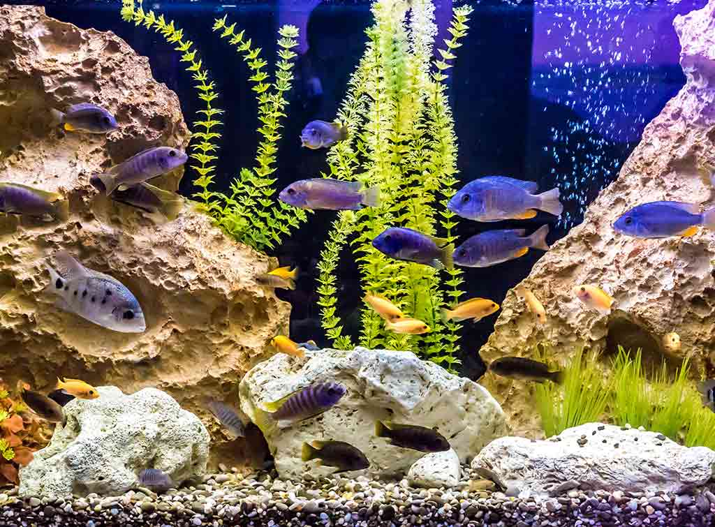 Fish Tank Headboard