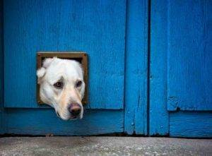 Dog door installation cost