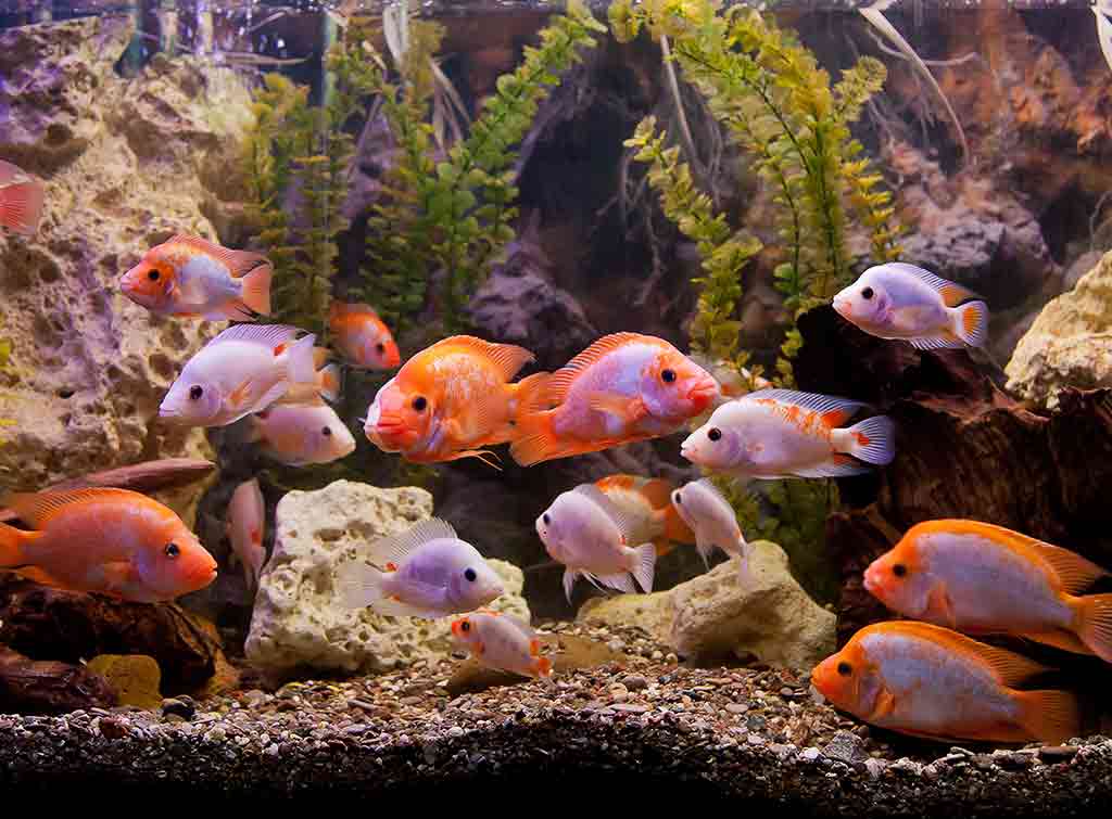 How Much Does A Fish Tank In The Wall Cost 2021 Checkatrade - Fish Tank In Wall Cost Uk