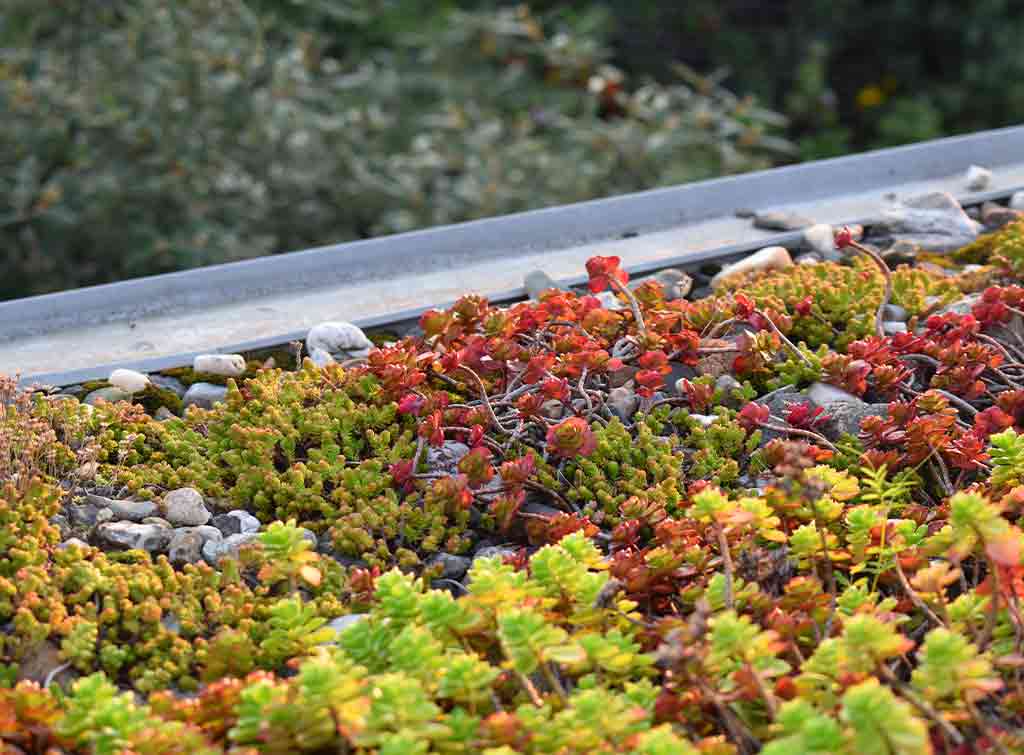 Extensive green roof cost