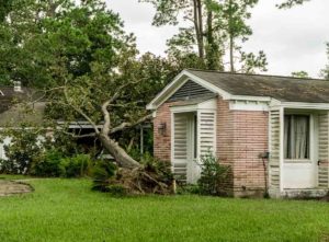 Fallen tree wind damage costs