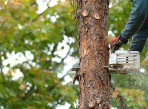 conifer removal cost