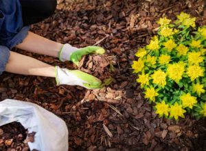 cost of mulching