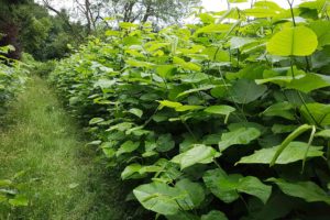 Japanese knotweed removal cost