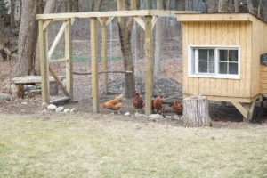 how to build a chicken coop