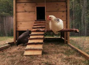 building a chicken coop step by step