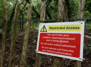 soil in this area contain Japanese Knotweed being treated