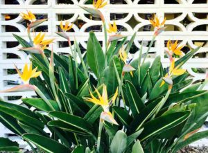 Breeze block garden wall