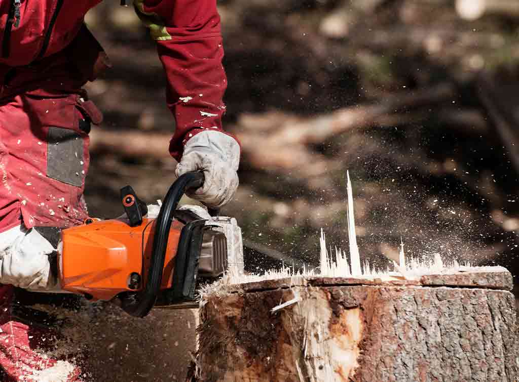 Chainsaw removal of tree stump