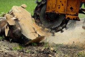 How to remove a tree stump by grinding