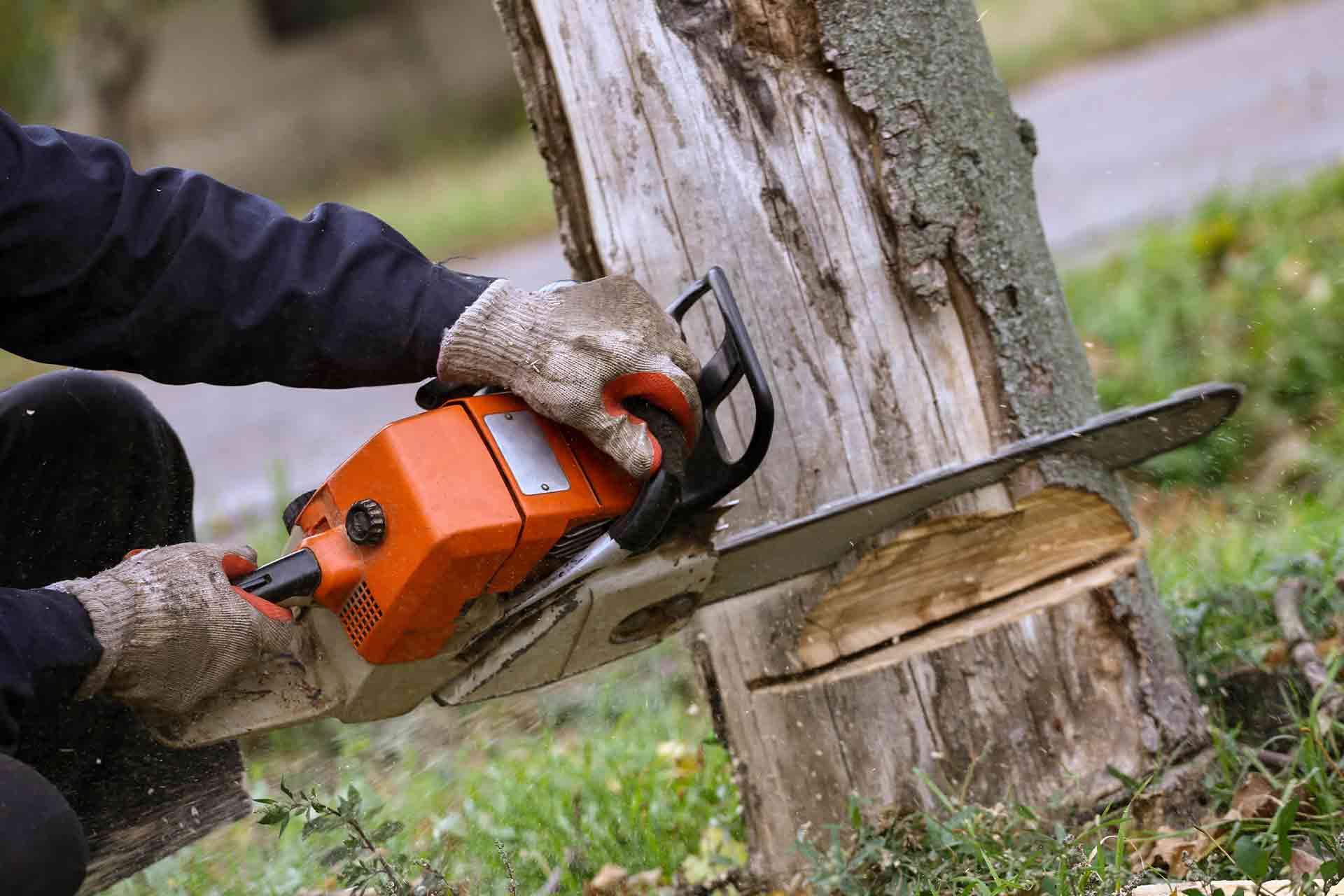 How to Remove a Tree Roots Stumps And More Checkatrade