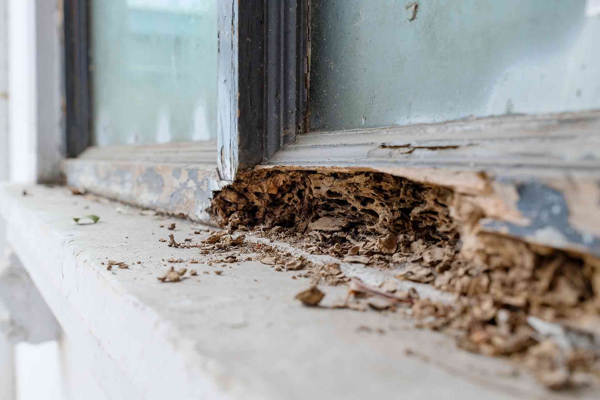 termites coming from bathroom sink