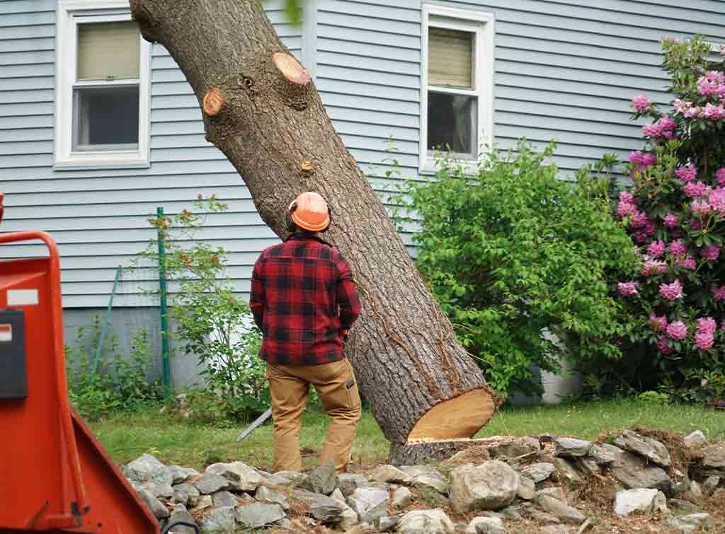 Tree removal service underway