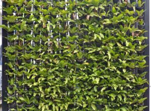 outdoor living wall cost
