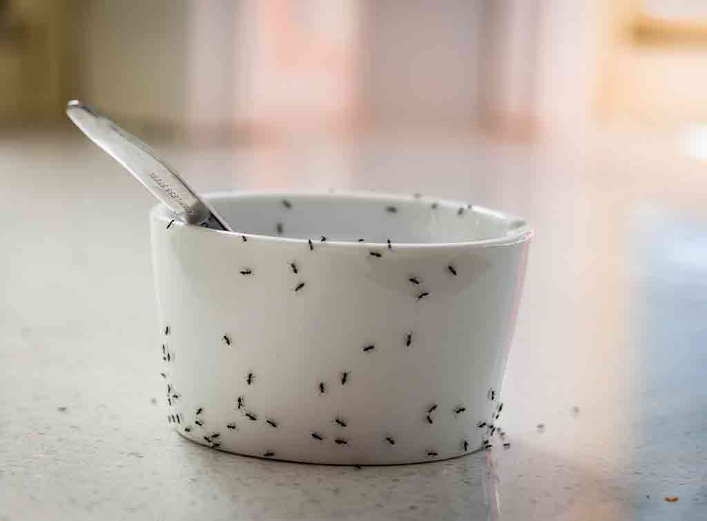 Colony of ants in kitchen