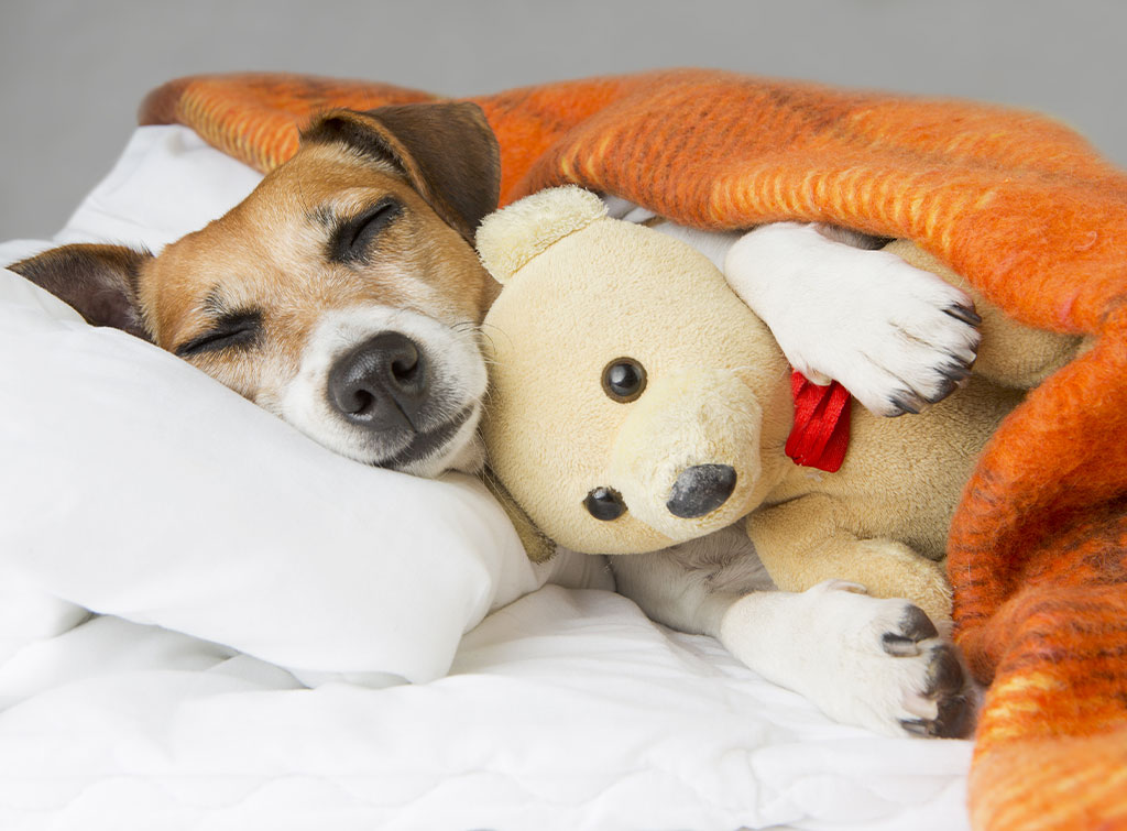 Don’t forget your pets