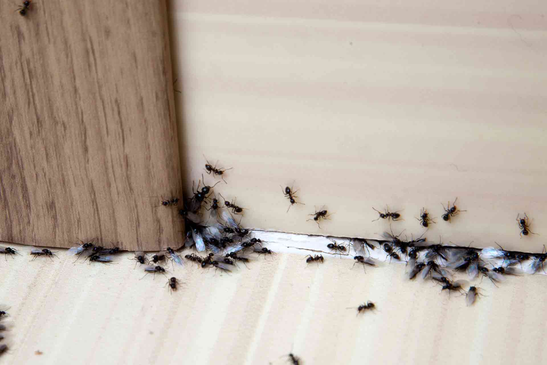How to Get Rid of Ants in the House Checkatrade