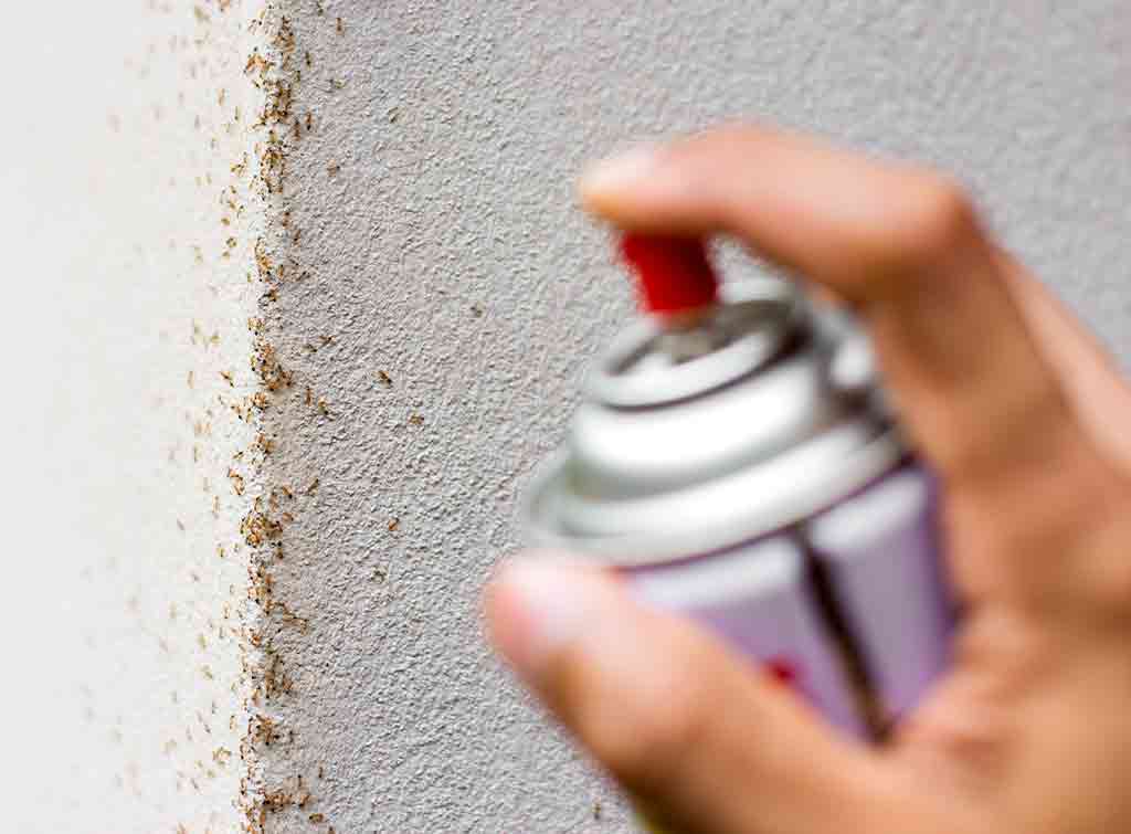 Getting rid of ants with spray